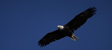 Image showing bird of prey against deep blue sky