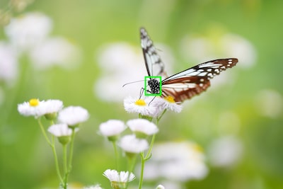 Example image showing subject type (insect) recognisable by the camera’s AI