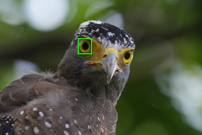 Example image showing subject type (bird) recognisable by the camera’s AI