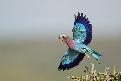 Example of photographing a bird with blue feathers flapping its wings