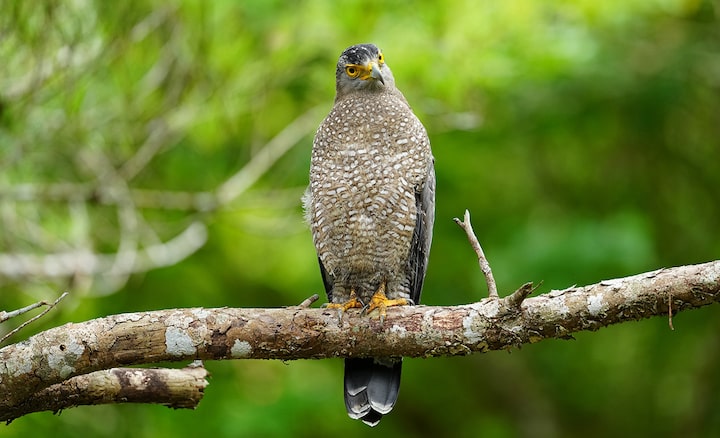 Example image ofa bird on a tree branch