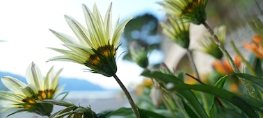 A close-up example of a flower petal with a sense of blur in the surrounding area