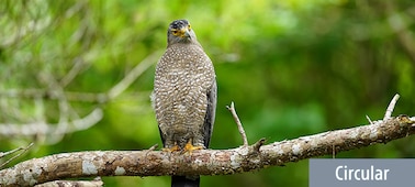 Example image of a bird on a tree branch