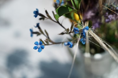 Example image showing close-up of a flower with heavy background bokeh